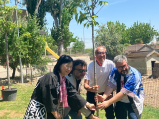 La Cónsul General SHIKATA plantando un cerezo japonés junto con varias autoridades